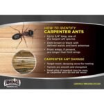 Amdro Quick Kill Carpenter Bee Killer 100526850 - Image 4